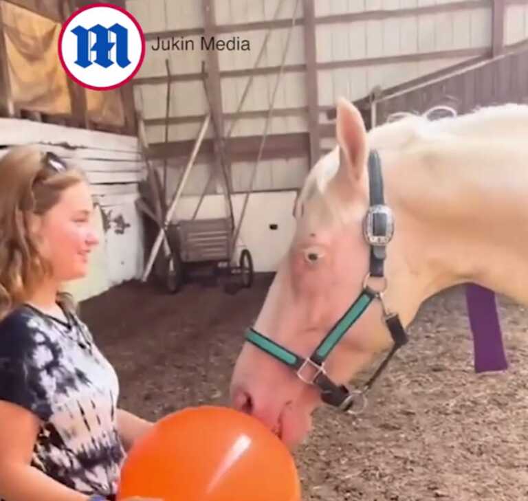 Άλογο παίζει... βόλεϊ με την ιδιοκτήτριά του