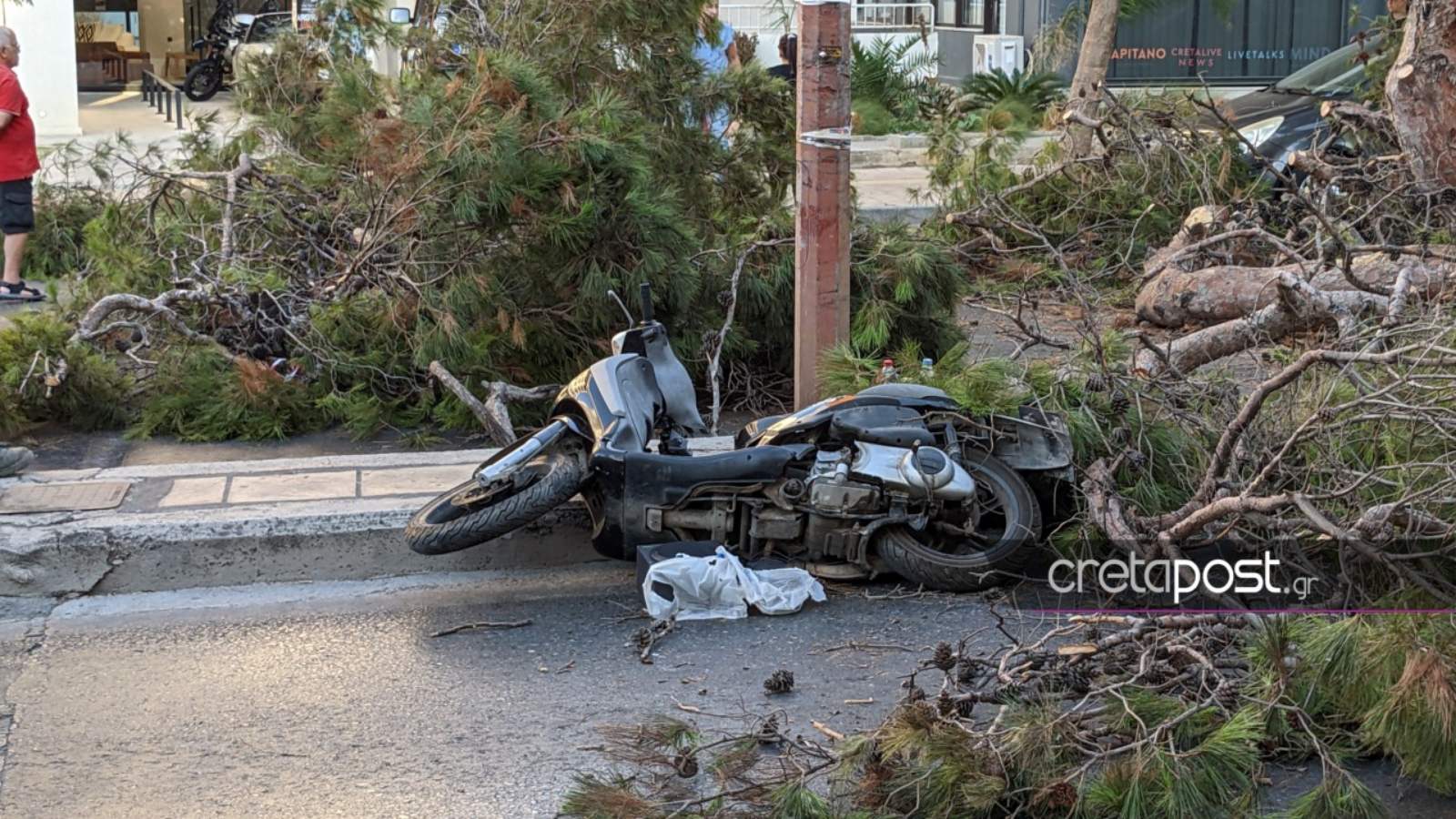 Ηράκλειο: Τον πλάκωσε δέντρο και τον σκότωσε