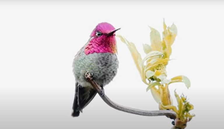 Νέα Υόρκη: Τα νέα, «For the Birds», σπιτάκια πουλιών στον Brooklyn Botanic Garden