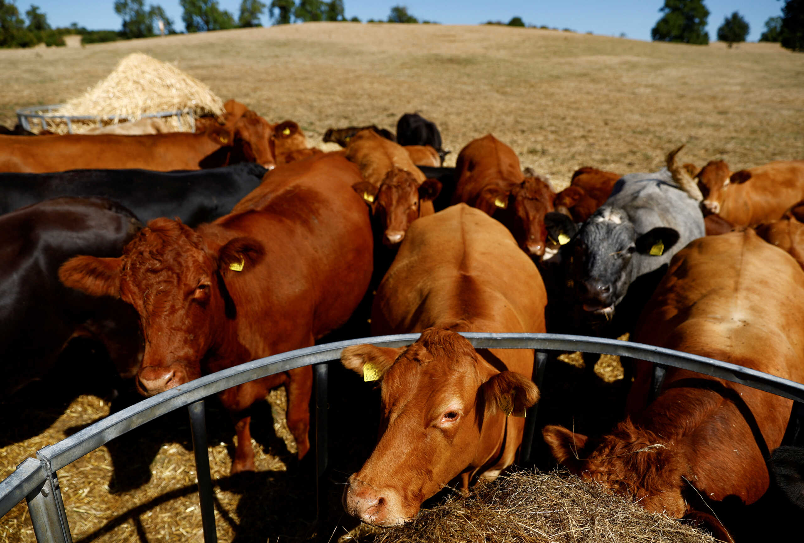 Όχι δεμένες αγελάδες, όχι πάπιες και χήνες σε κλουβιά – Έκθεση καταπέλτης της  ευρωπαϊκής αρχής ασφάλειας τροφίμων