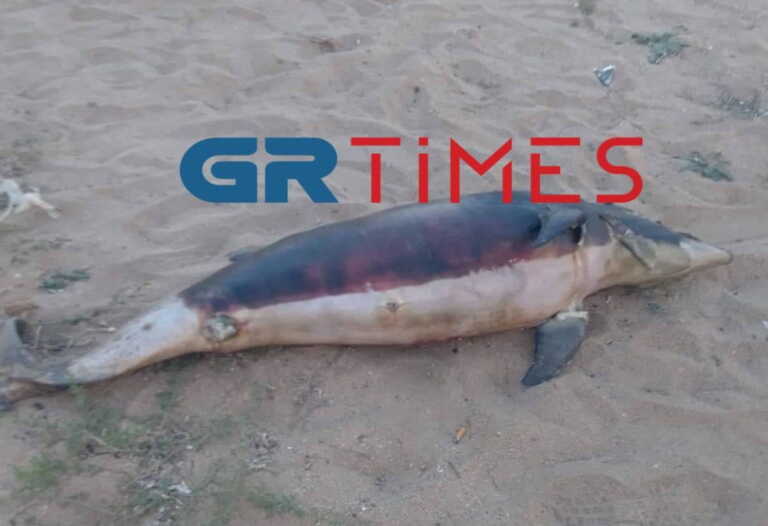 Νεκρό δελφίνι σε παραλία της Χαλκιδικής - Επέπλεε μέσα στη θάλασσα γεμάτη κόσμο