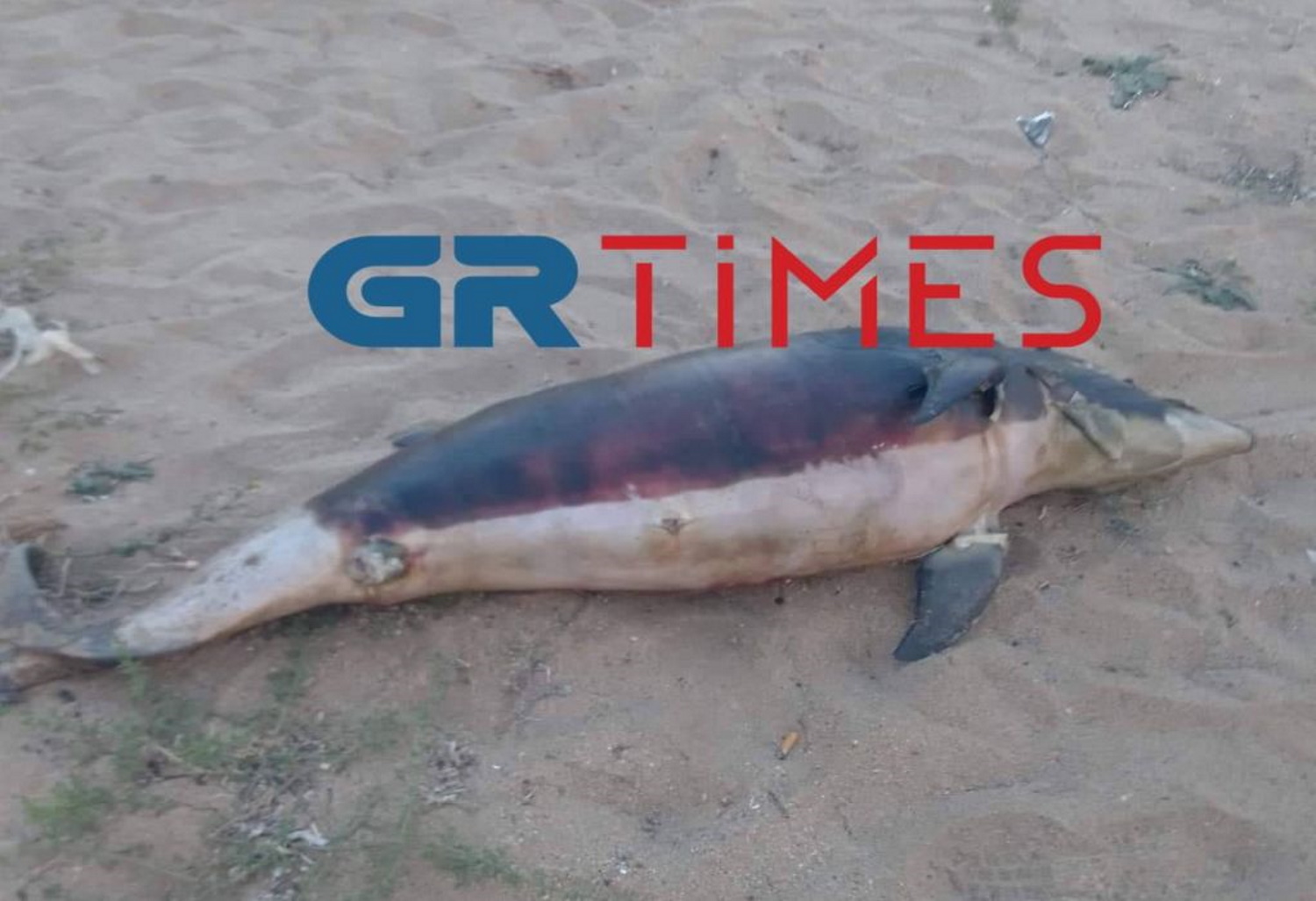 Χαλκιδική: Νεκρό δελφίνι σε παραλία – Επέπλεε μέσα στη θάλασσα γεμάτη κόσμο