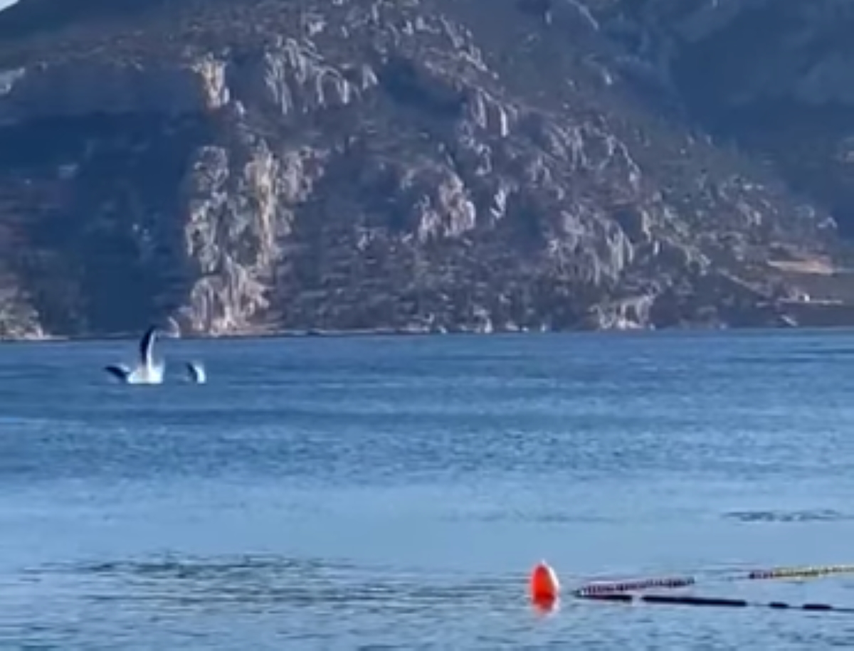 Φωκίδα: Δελφίνια παίζουν και κάνουν φιγούρες δίπλα σε κολυμβητές