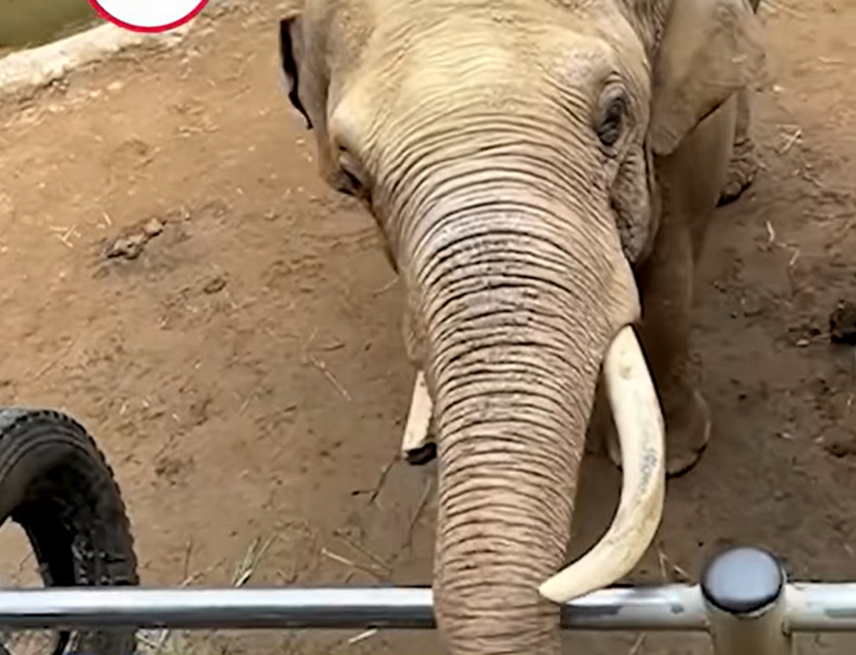 Ο πιο «ευγενικός» ελέφαντας – Επέστρεψε παπούτσι παιδιού σε ζωολογικό πάρκο