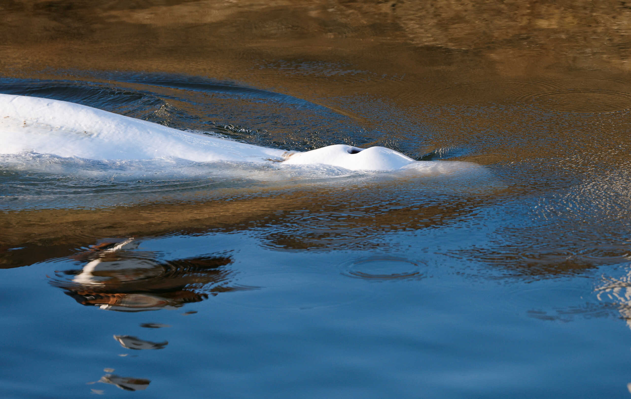 Beluga whale that strayed into France's Seine river swims near the Notre-Dame-de-la-Garenne lock-in Saint-Pierre-la-Garenne, France, August 9, 2022. REUTERS