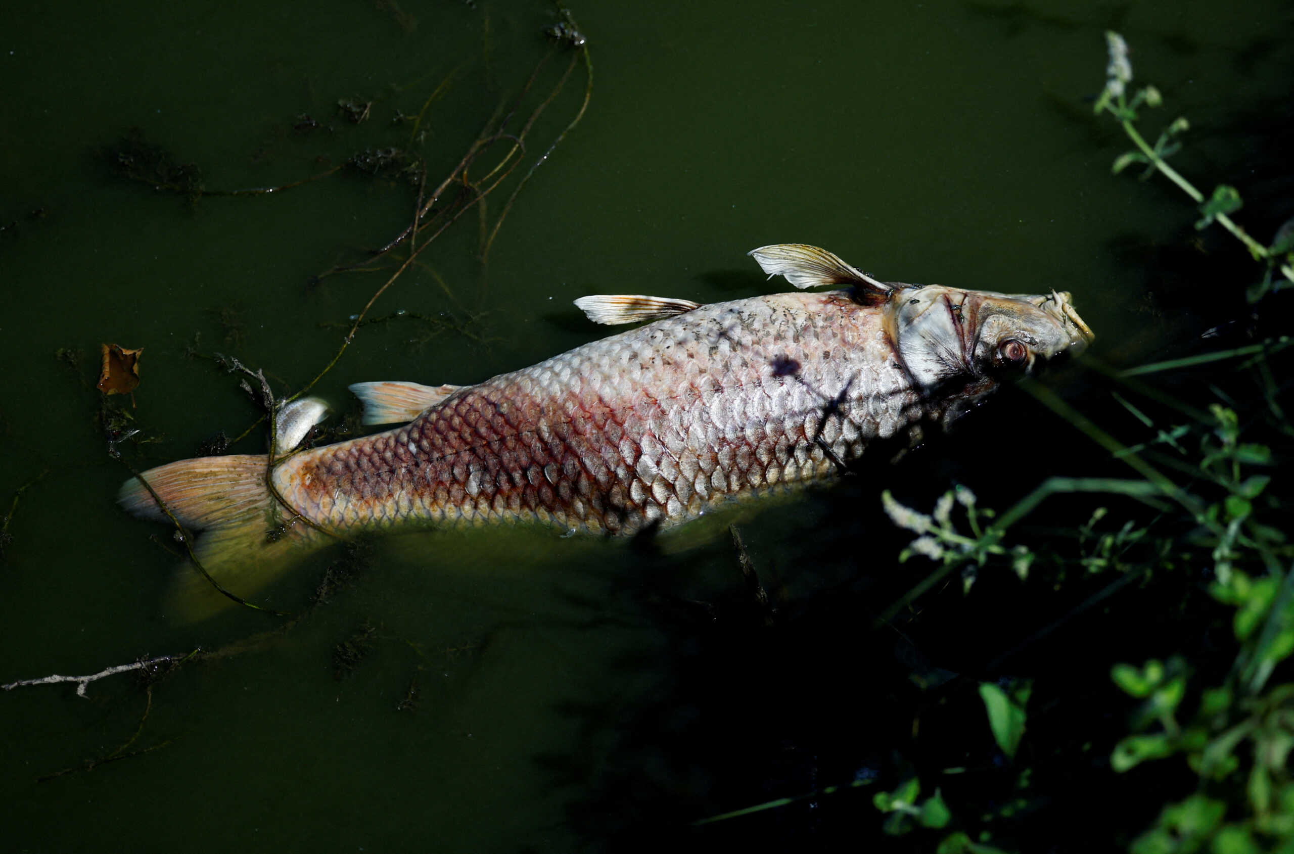 A fish lies dead in a pond in Neuvy-Saint-Sepulchre, as a historical drought hits France, in Neuvy-Saint-Sepulchre, France August 9, 2022. REUTERS