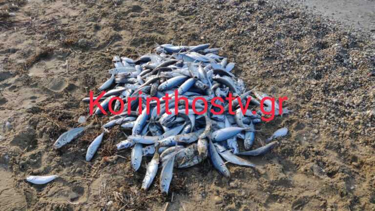Κορινθία: Νεκρά ψάρια γέμισε η παραλία στον Άσσο