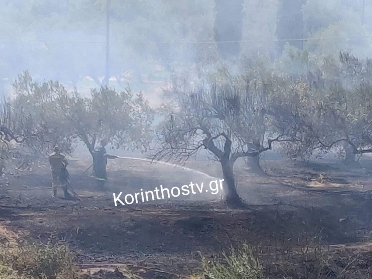 Φωτιά στην Αρχαία Κόρινθο – Καίει ελιές και χόρτα