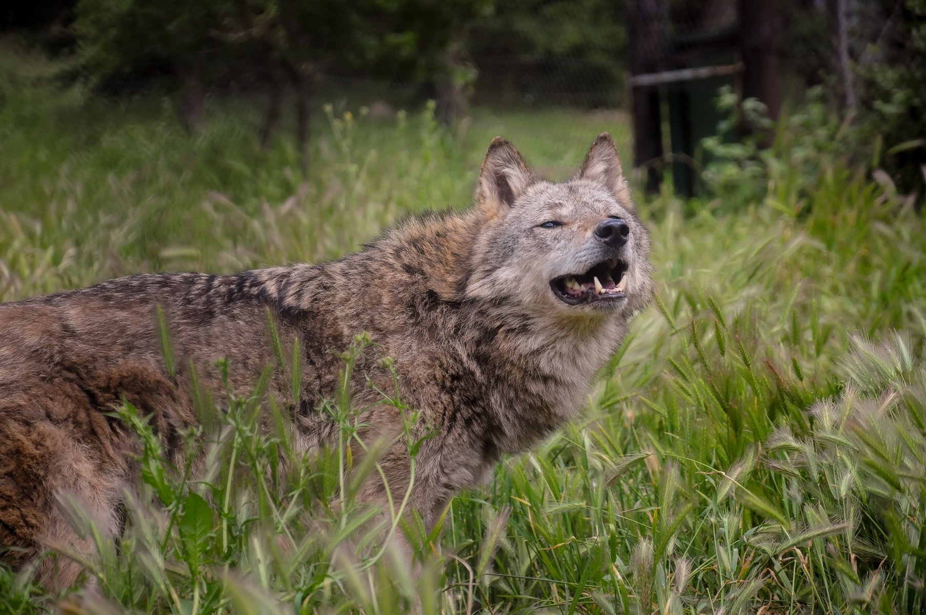 Αταλάντη: Αγέλη λύκων λίγα μέτρα από σπίτια – Η έκπληξη που περίμενε τους κυνηγούς