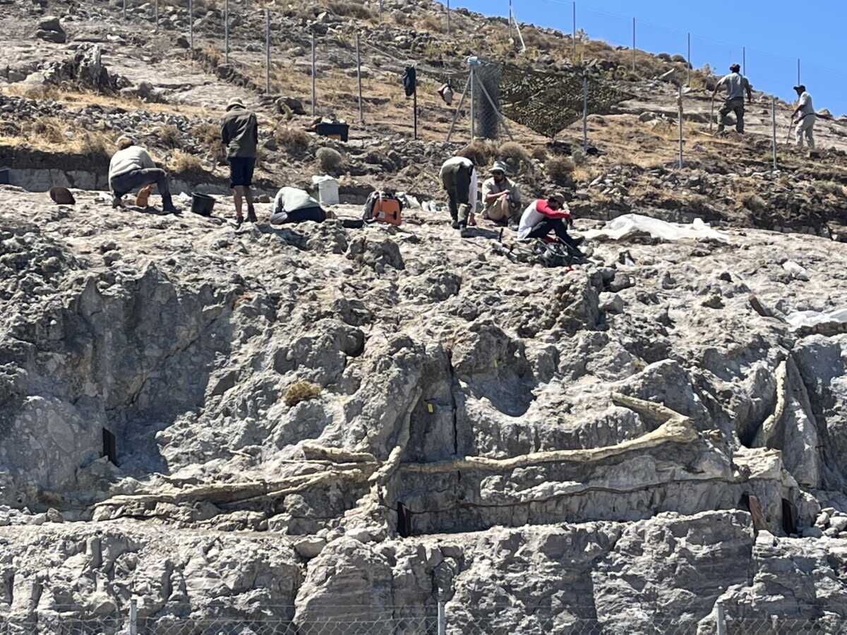 Λέσβος: Όχι ένα απολιθωμένο δάσος αλλά τέσσερα! Απολιθώθηκε το ένα πάνω στο άλλο