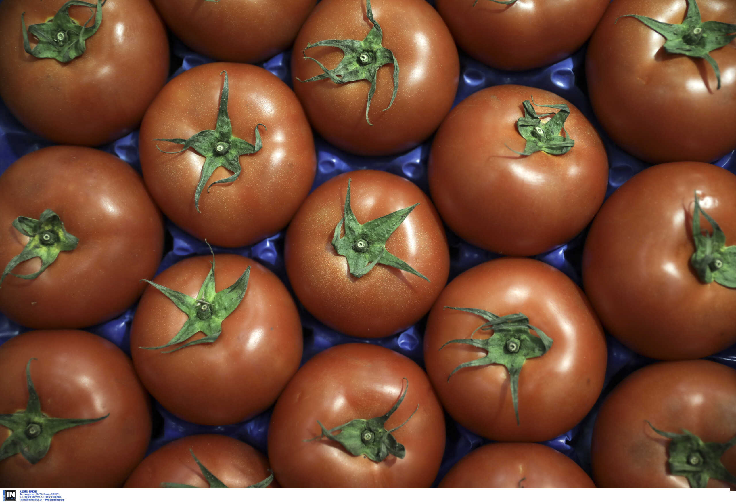 Εναλλακτικές επενδύσεις: Στην υδροπονική καλλιέργεια ντομάτας στρέφονται επιχειρηματίες – Οι νέες κινήσεις