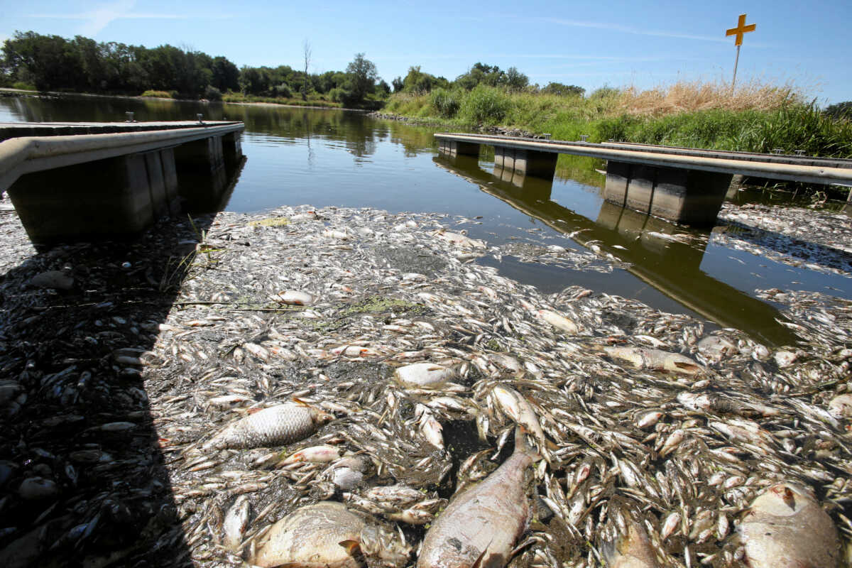 Γερμανία: Μαζική εξόντωση ψαριών στον ποταμό Όντερ από άγνωστη τοξική ουσία