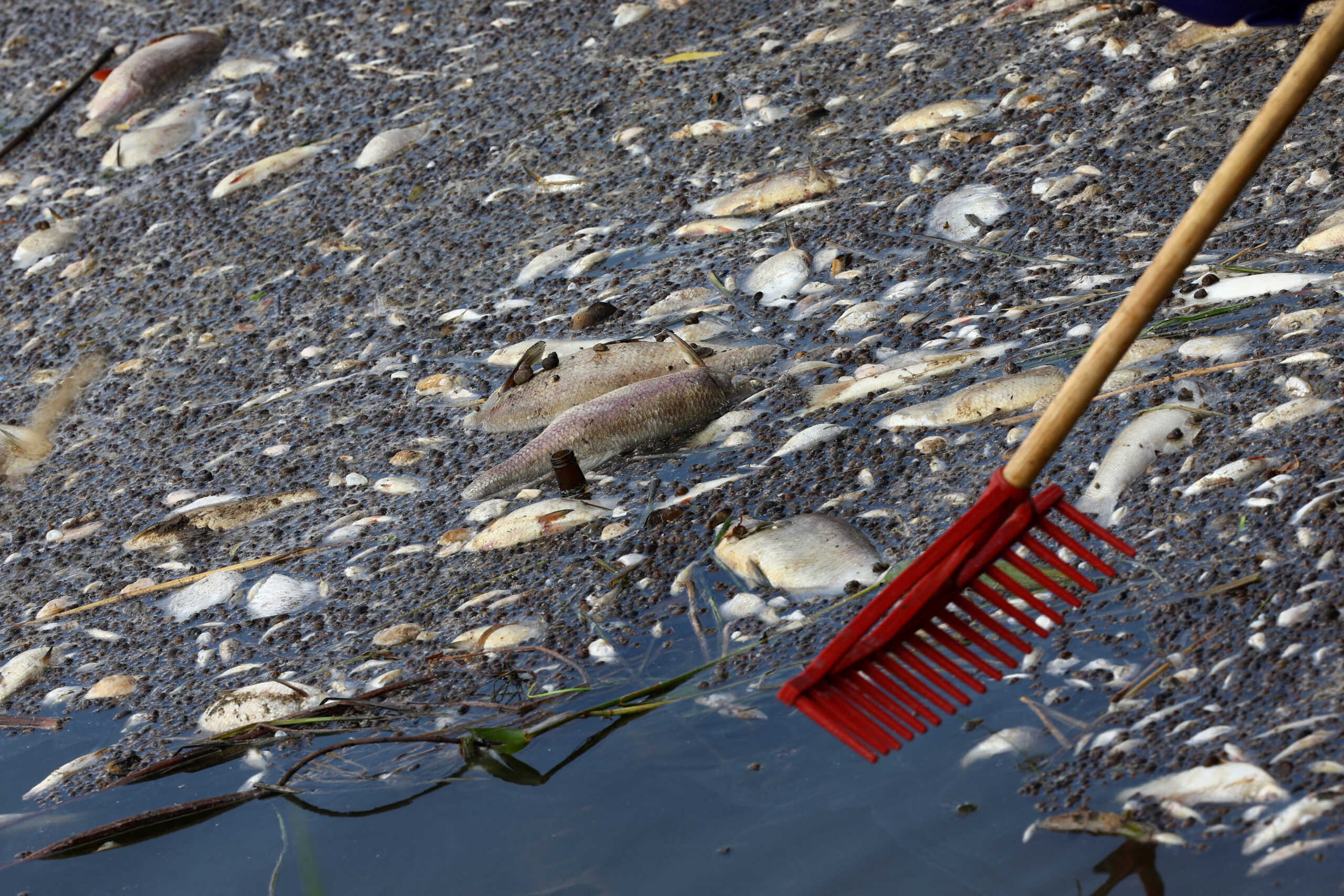 FILE PHOTO: Dead fish are removed from the Oder river as water contamination is believed to be the cause of a mass fish die-off, near the border with Germany, in Krajnik Dolny, Poland, August 15, 2022. REUTERS