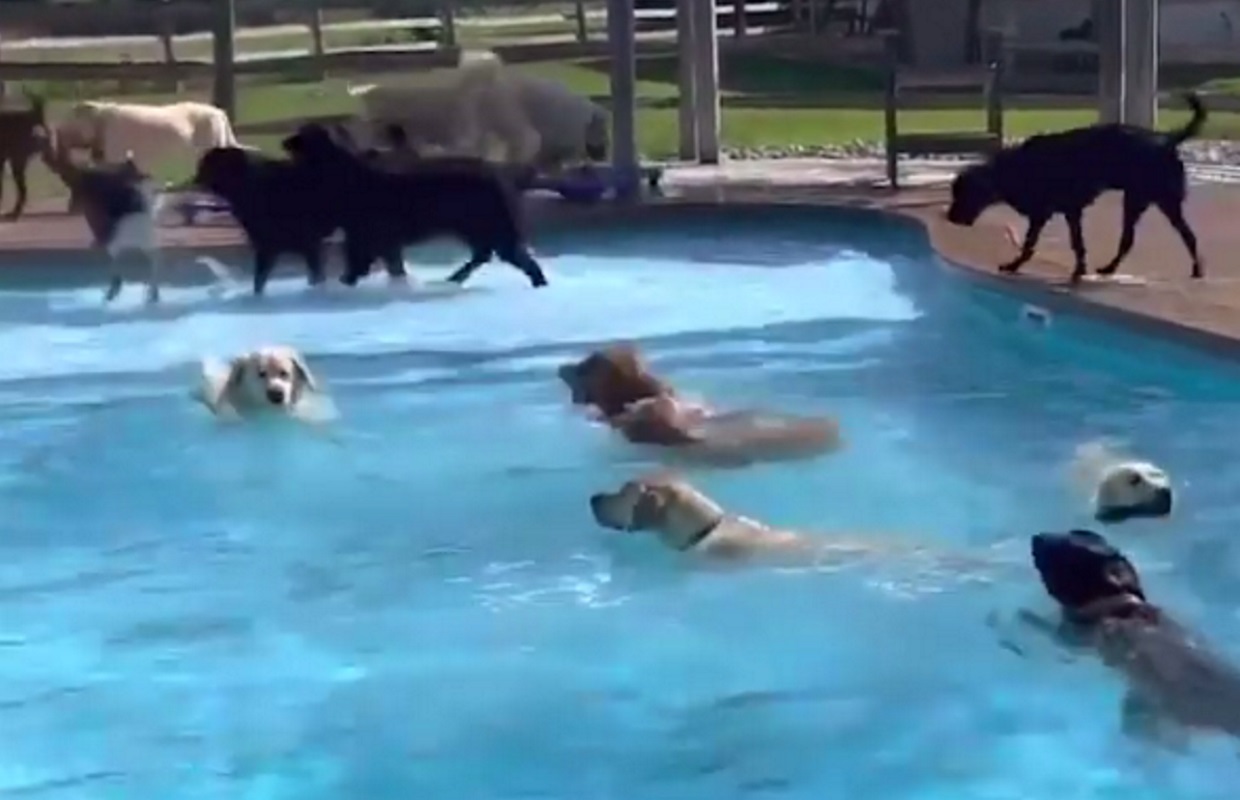 Σκυλάκια έκανα το δικό τους pool party στο Μίσιγκαν