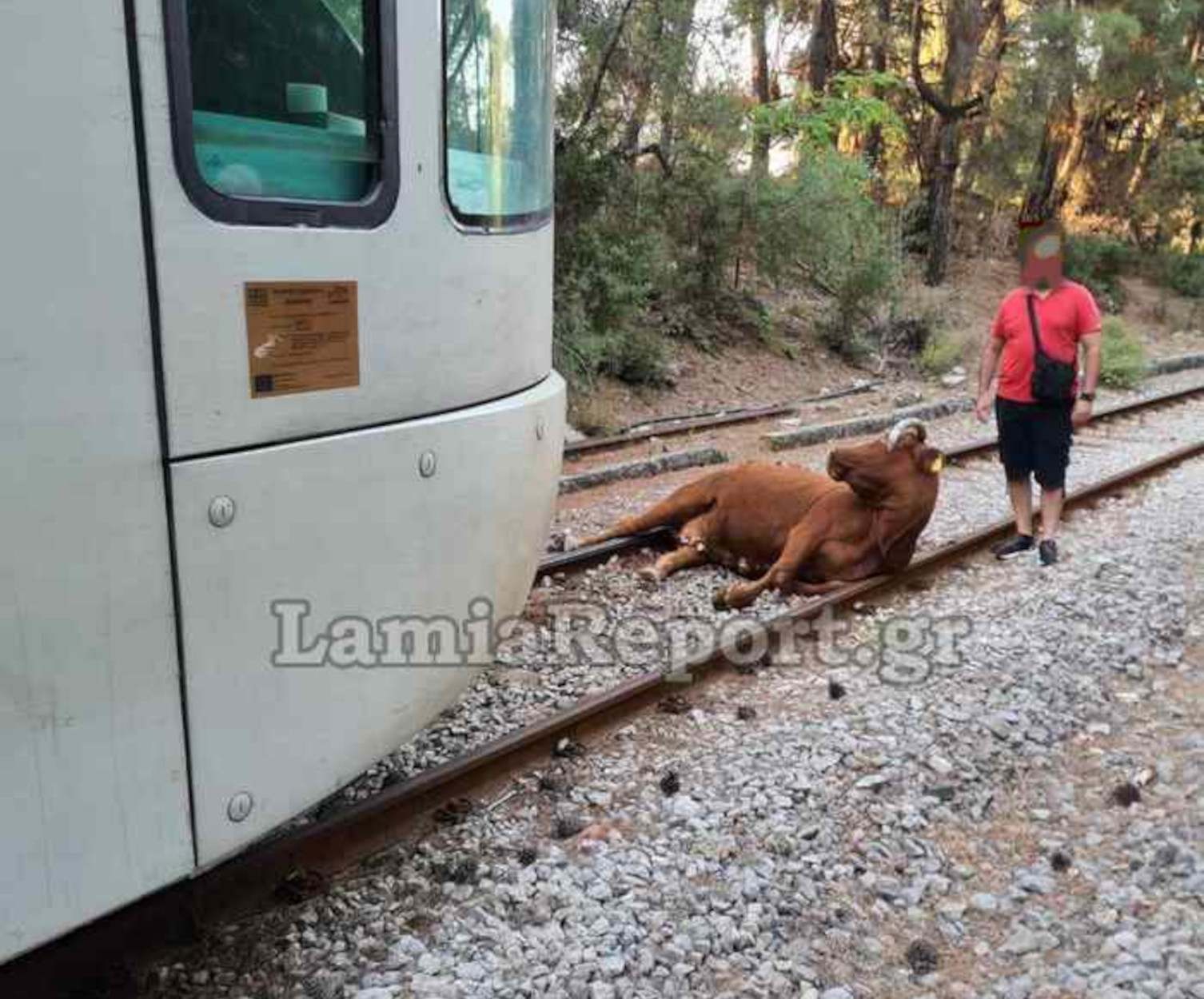 Λιανοκλάδι: Δυο χιλιόμετρα περπάτημα για τους επιβάτες του τρένου που χτύπησε αγελάδα και αργότερα εκτροχιάστηκε