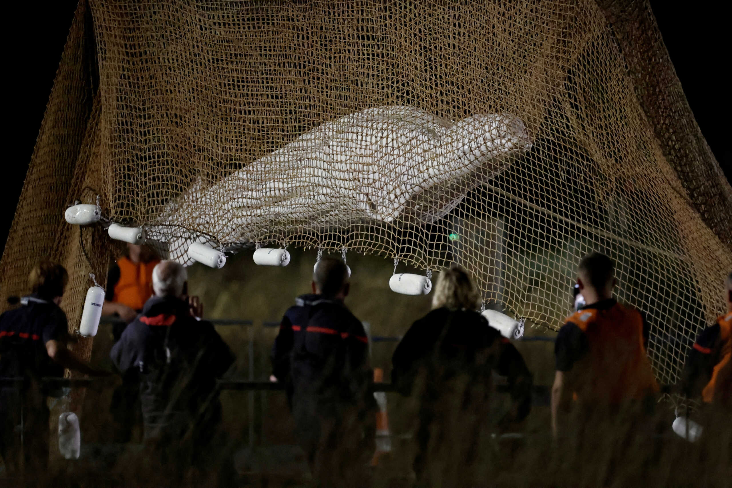 Firefighters and members of a search and rescue team pull up a net as they rescue a Beluga whale which strayed into France's Seine river, near the Notre-Dame-de-la-Garenne lock in Saint-Pierre-la-Garenne, France, August 10, 2022. REUTERS