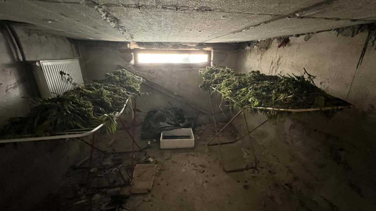Θεσσαλονίκη: Η χασισοφυτεία και οι  εικόνες που καθηλώνουν – Δείτε την αυτοψία που έκαναν οι αστυνομικοί
