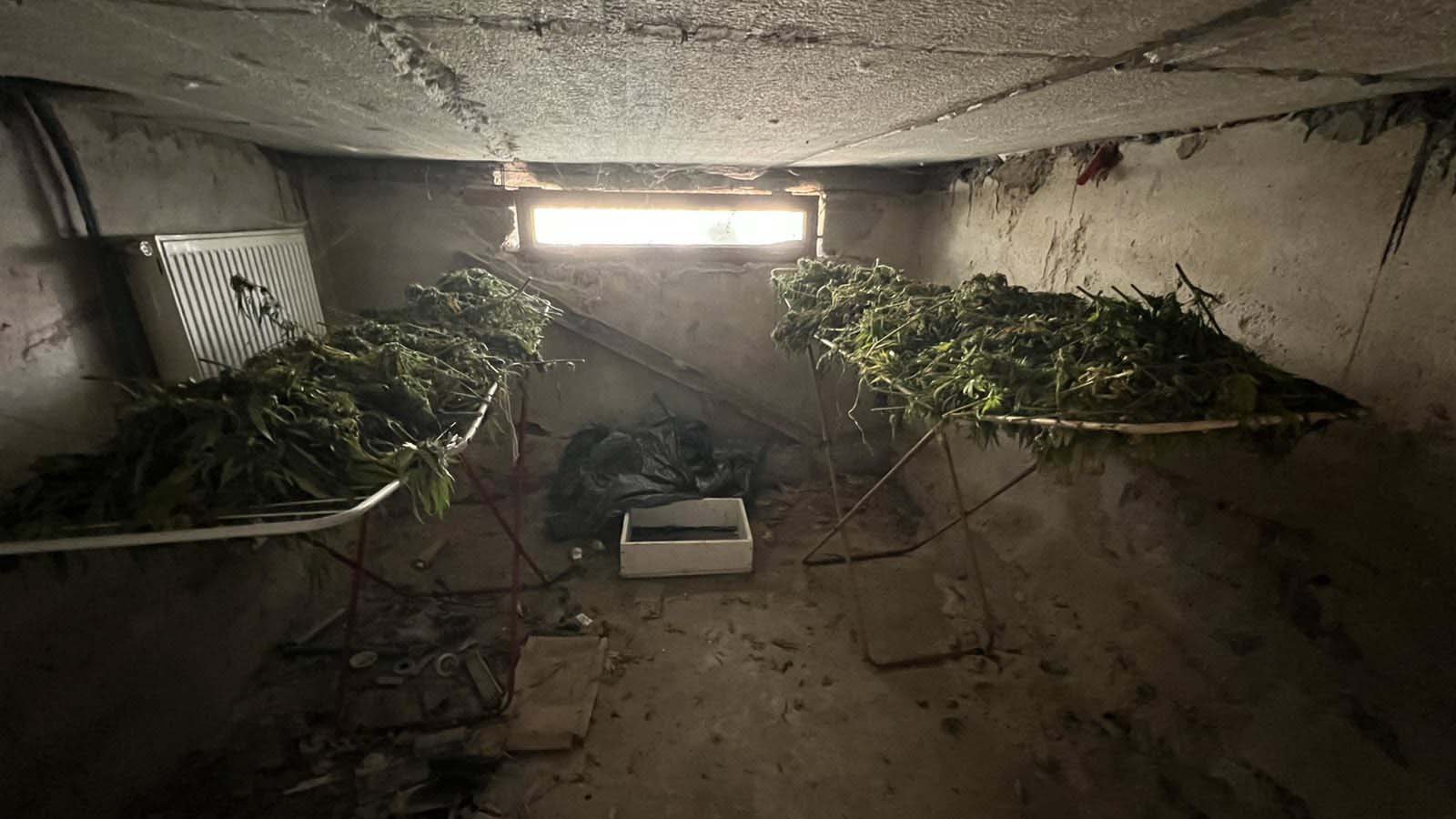 Θεσσαλονίκη: Η χασισοφυτεία και οι  εικόνες που καθηλώνουν – Δείτε την αυτοψία που έκαναν οι αστυνομικοί