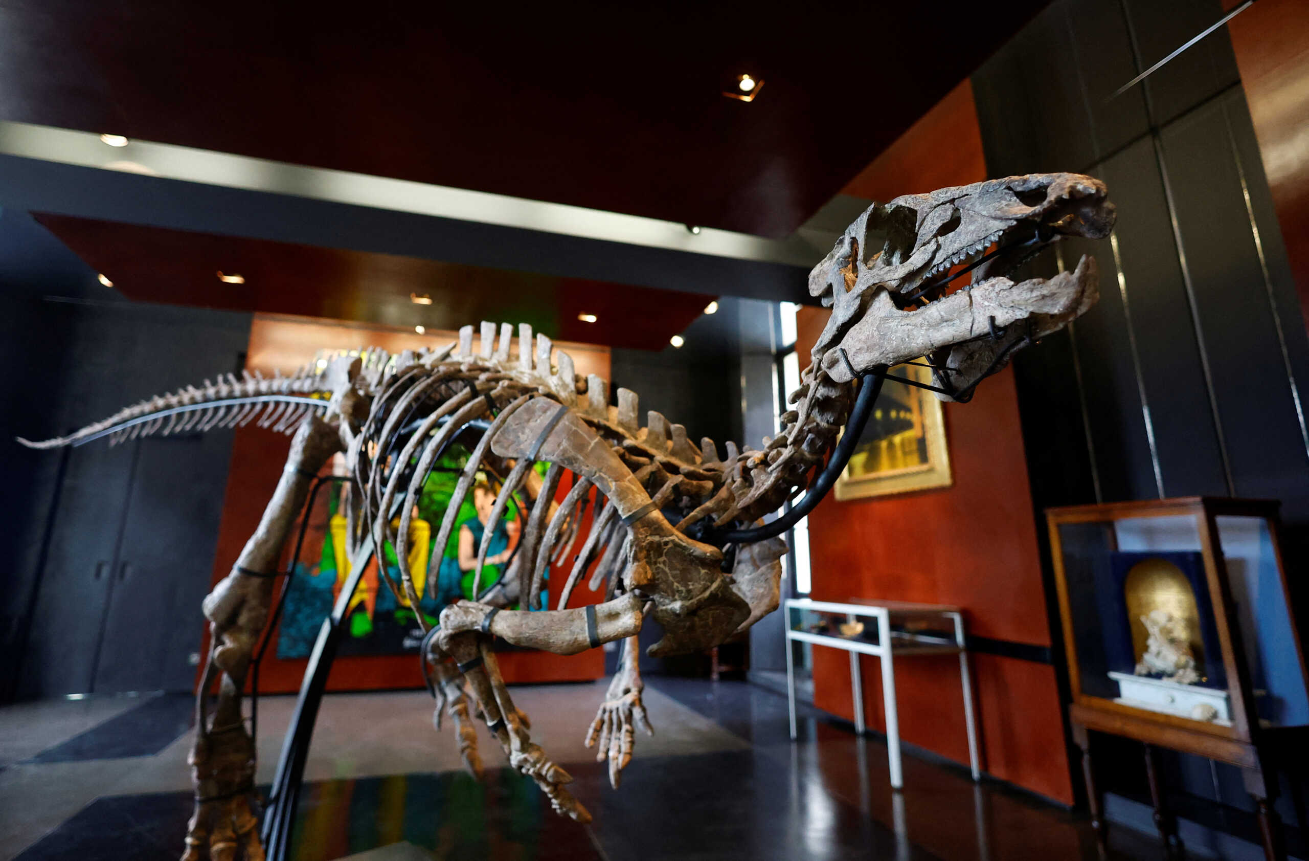 The skeleton of a dinosaur named Zephyr, measuring 1.3 metres in height for 3 metres long which lived around 150 million years ago, is displayed before its auction at Drouot auction house in Paris, France, September 7, 2022.  REUTERS