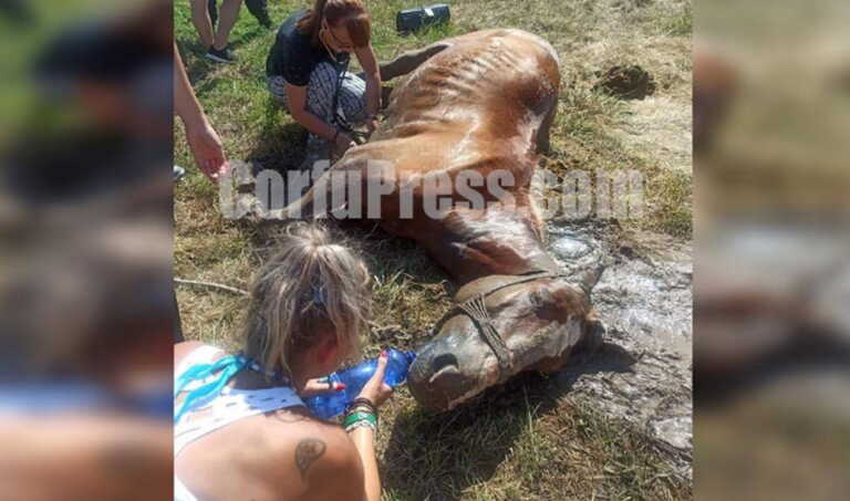 Βασανιστικός θάνατος για άλογο στην Κέρκυρα - Το άφησαν χωρίς νερό κάτω απ' τον ήλιο