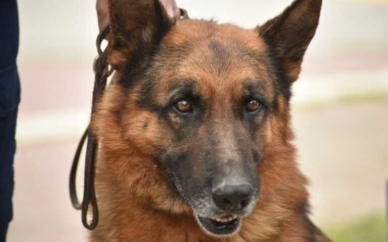 Στα σαγόνια σκύλου 35χρονη στη Λαμία - Η γυναίκα στο νοσοκομείο, συνελήφθη ο ιδιοκτήτης του ζώου