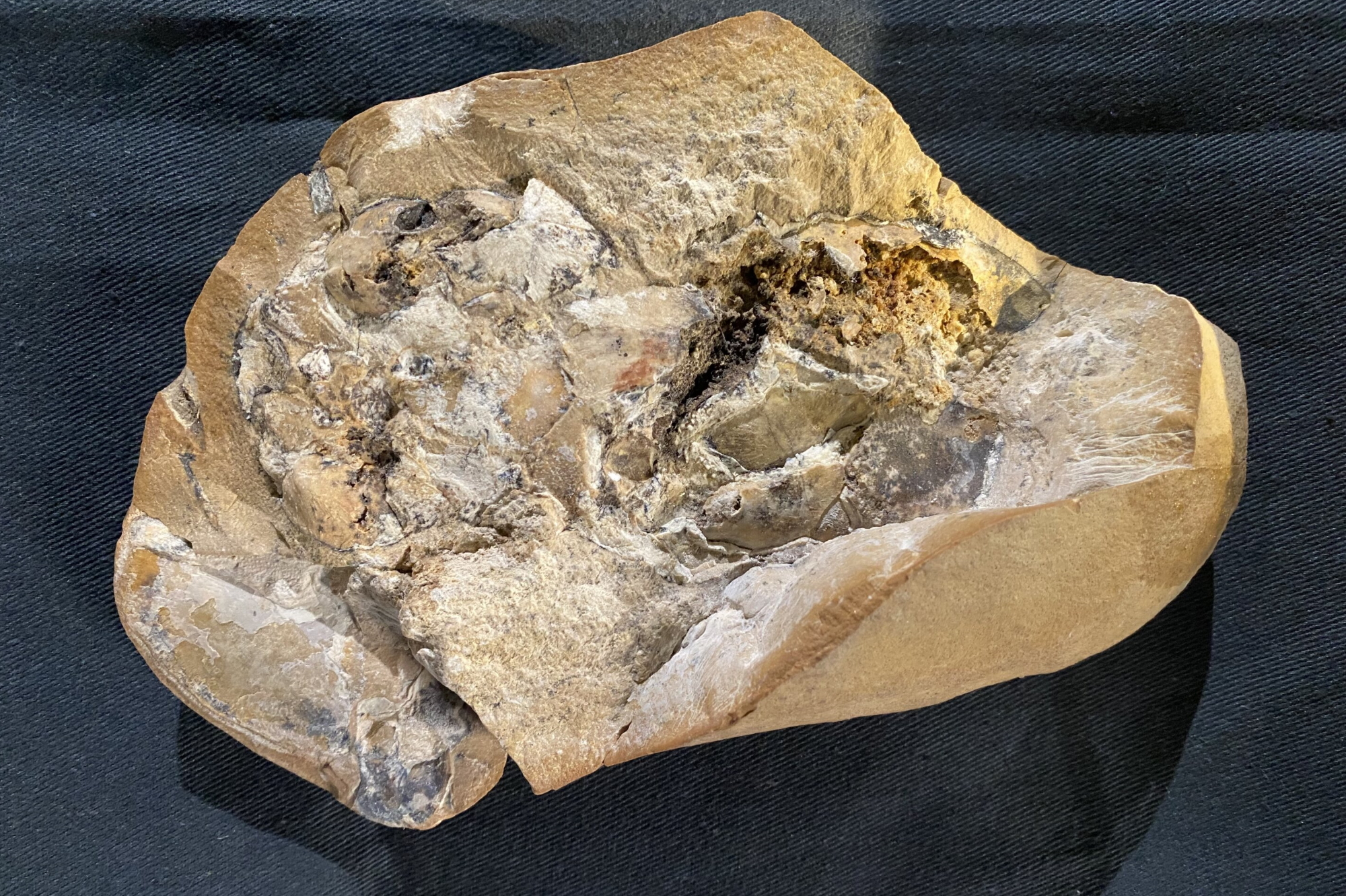Βρέθηκε η αρχαιότερη καρδιά της Γης – Σε απολιθωμένο ψάρι 380 εκατ. ετών