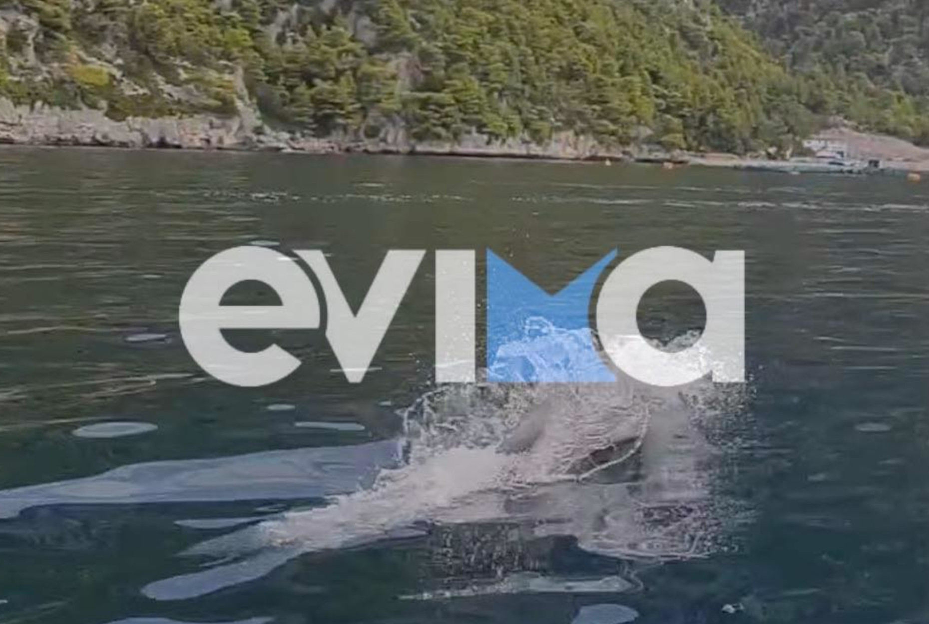 Εύβοια: Ήταν στη θάλασσα και ξαφνικά είδαν δελφίνια! Εντυπωσιακές εικόνες