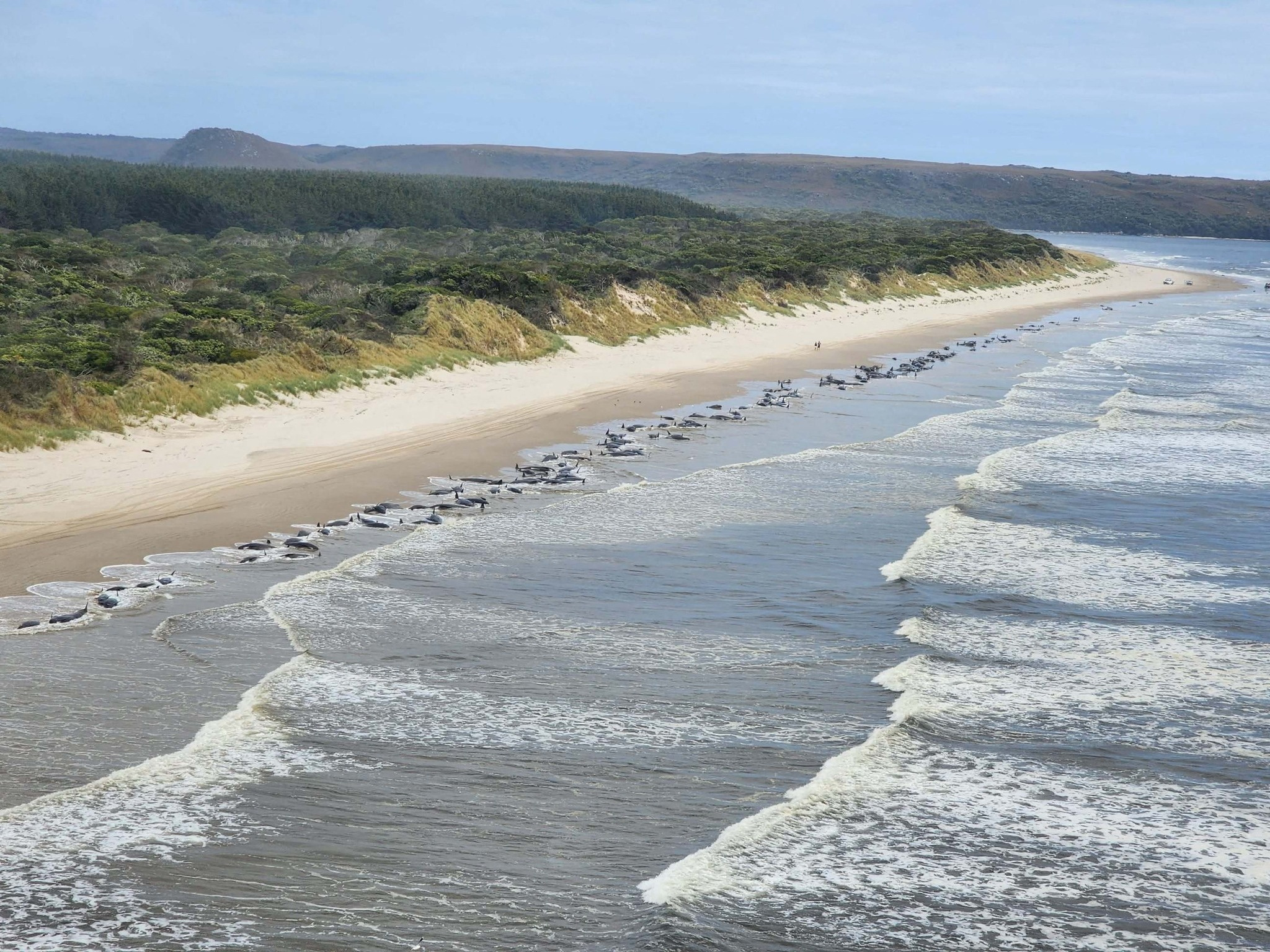 An aerial view shows beached whales in Macquarie Harbour, Tasmania, Australia, September 21, 2022. NRE Tasmania