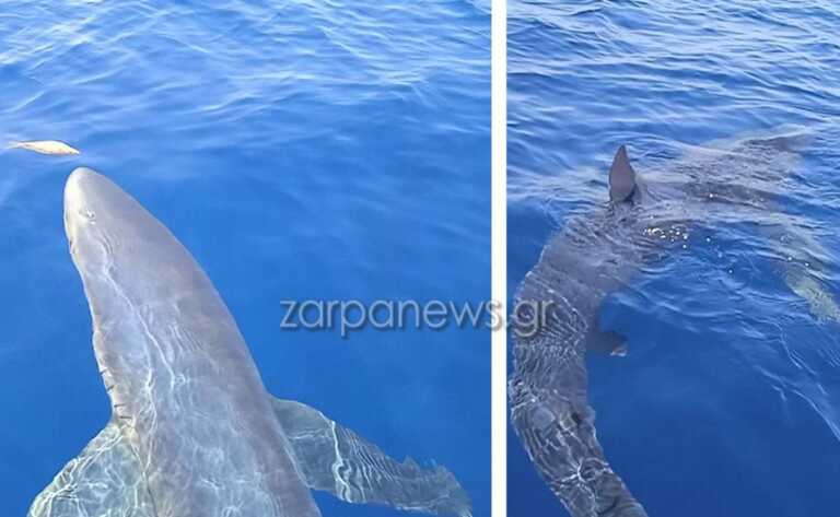 Κύθηρα: Ψαράδες είδαν έναν γαλάζιο καρχαρία κάτω από το σκάφος τους