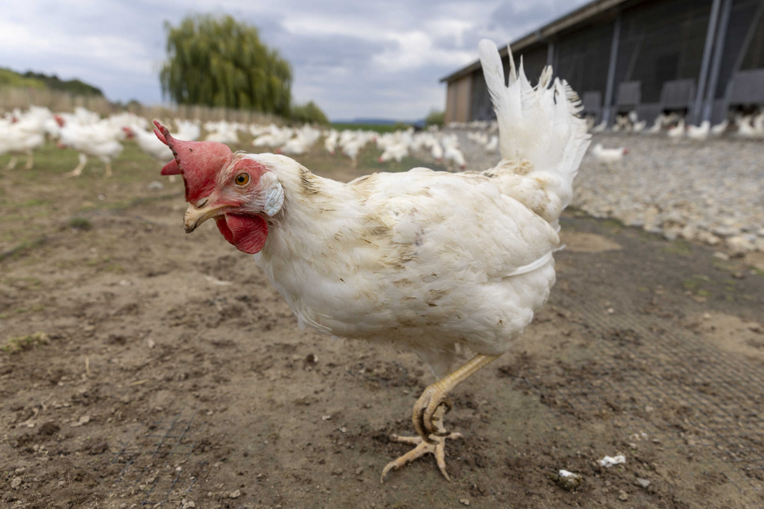 Some of the 18000 Lohmann Classic laying hens of the Gallipool Frasses farm are seen ahead of a vote to ban factory farming in Les Montets, Switzerland, September 16, 2022.  REUTERS