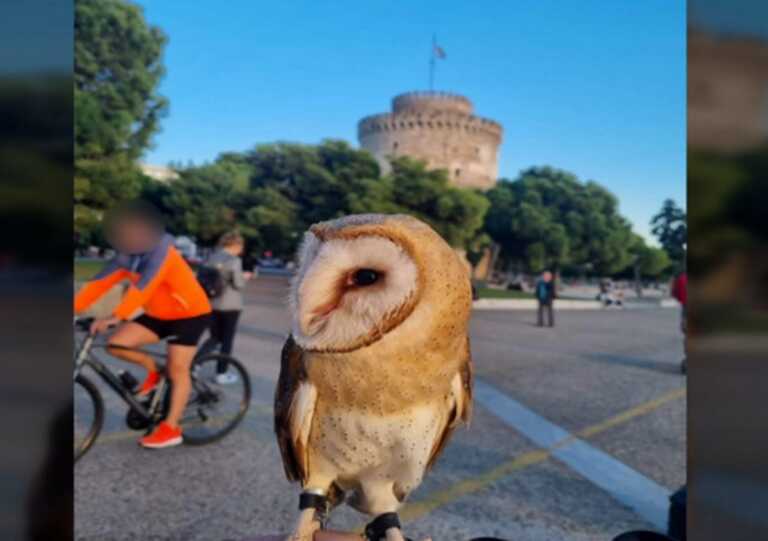 Θεσσαλονίκη: Βγήκε έτσι βόλτα στον Λευκό Πύργο και έγινε ο κακός χαμός - Οργή για την κουκουβάγια