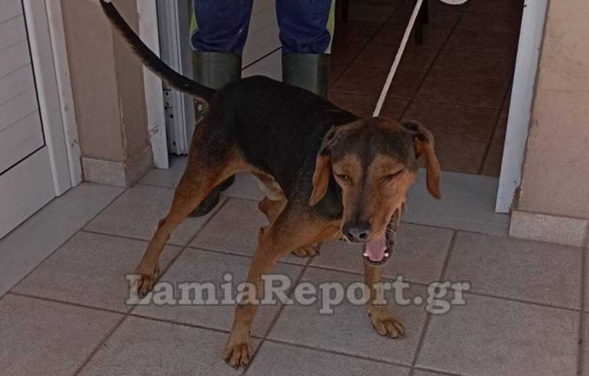 Λαμία: Σκύλος επιτέθηκε και δάγκωσε 5χρονο αγοράκι