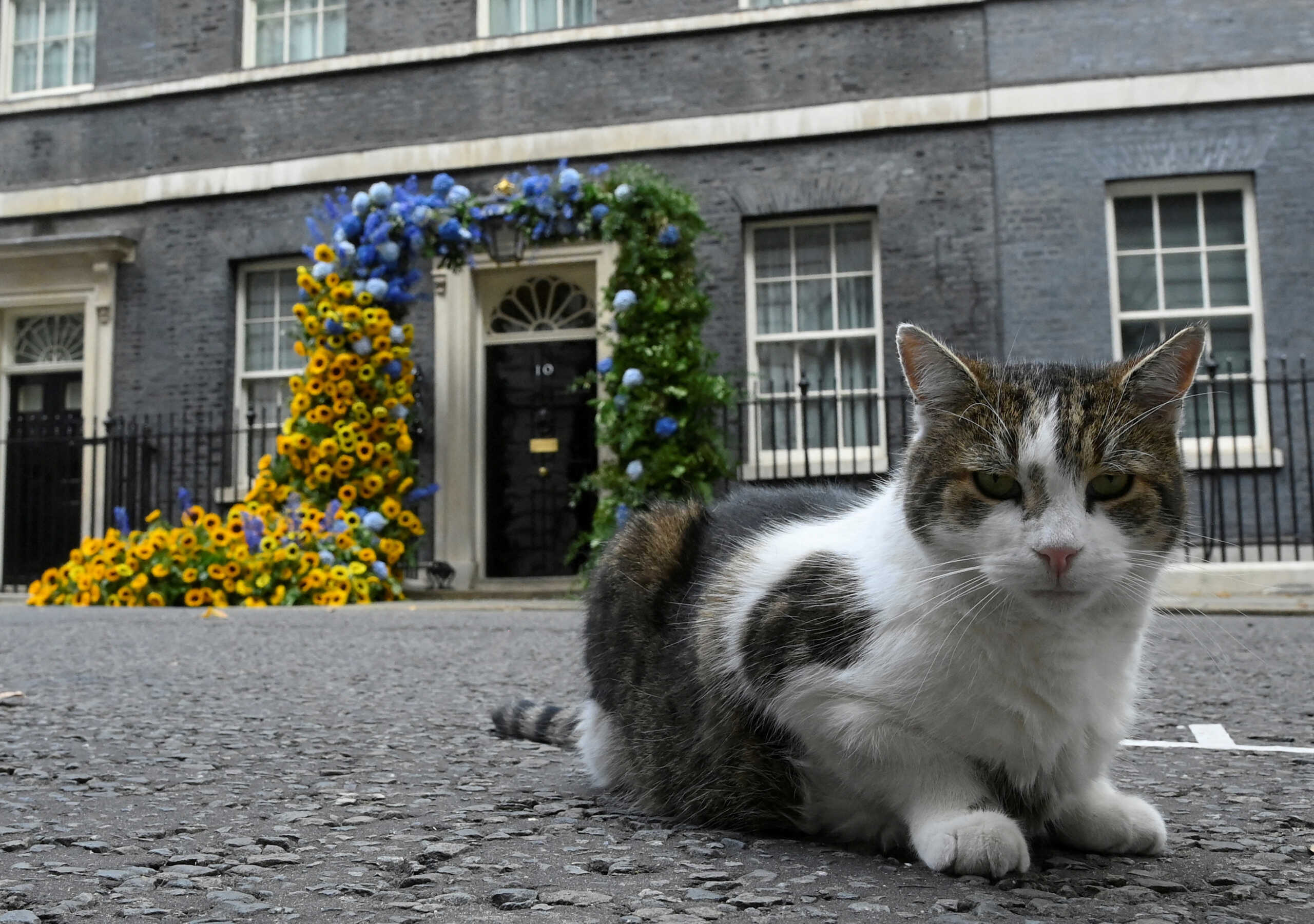 Βρετανία: «Ρέστα» δίνει ο Λάρι ο γάτος της πρωθυπουργικής κατοικίας