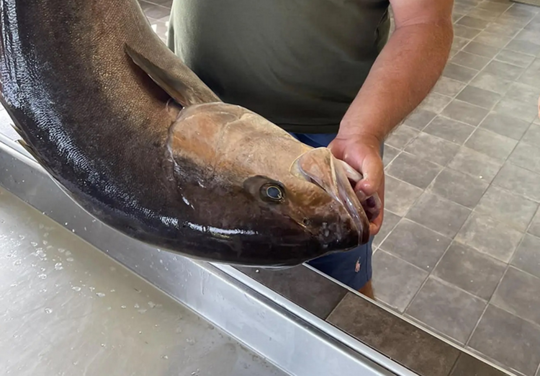 Λάρισα: Το μαγιάτικο ψάρι που έπιασε ζύγιζε 30 ολόκληρα κιλά – Ουρές από πελάτες για να το γευτούν
