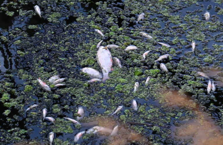 Λύθηκε το μυστήριο των εκατοντάδων τόνων νεκρών ψαριών στον ποταμό Όντερ