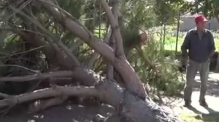 Σέρρες: Αυτοψία στην αυλή σπιτιού που ξεριζώθηκε δέντρο και σκότωσε τον 69χρονο στη σφοδρή καταιγίδα