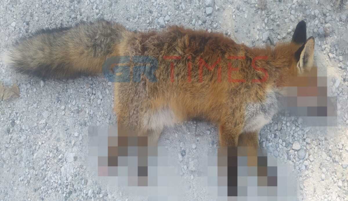 Φρίκη στην Καστοριά: Βασάνισαν και ακρωτηρίασαν αλεπού – To ζώο πέθανε από αιμορραγία