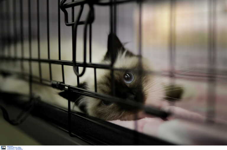 Θεσσαλονίκη: Αθωώθηκε 36χρονος για κακοποίηση γάτας – «Έχτισε» το ζώο σε γυψοσανίδα