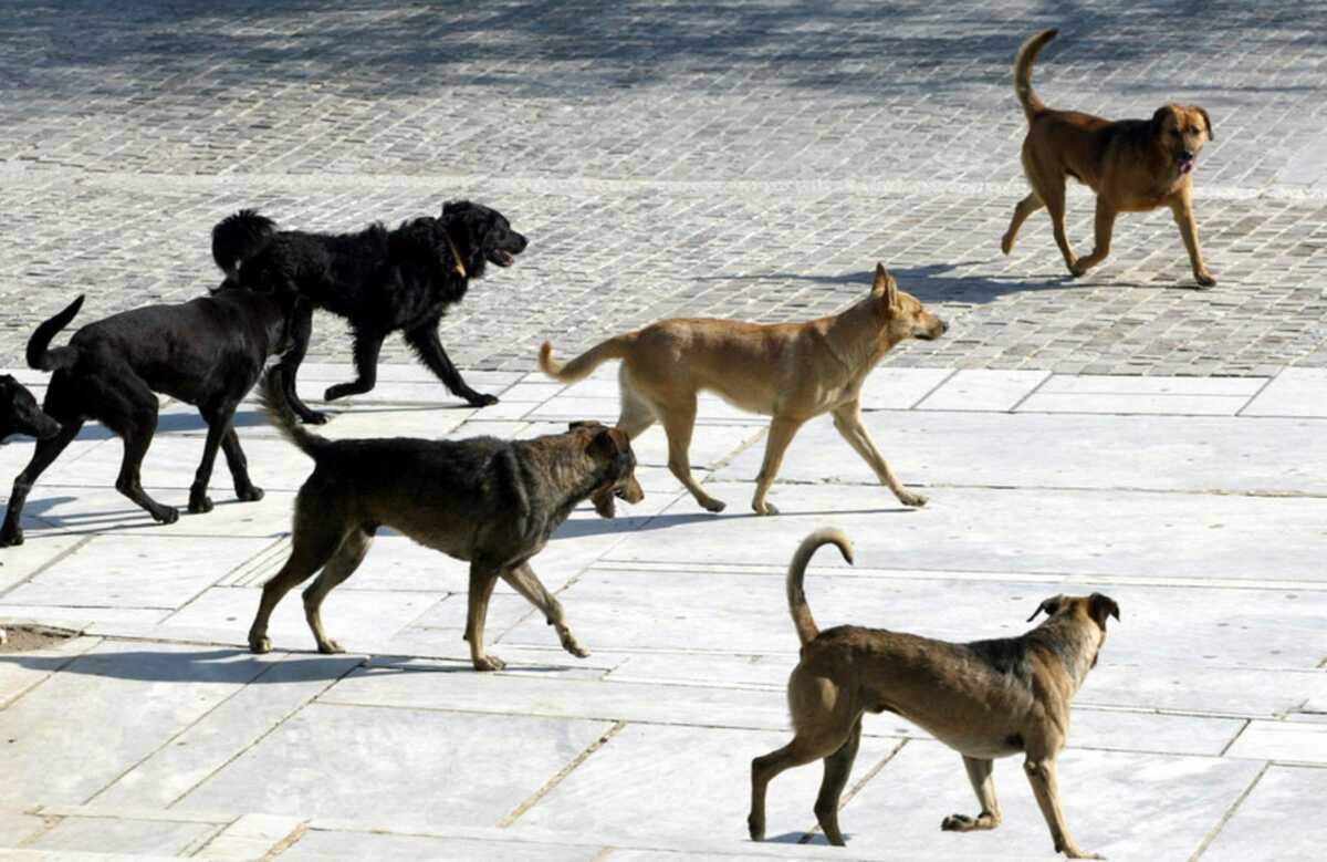 Λάρισα: Αγέλη αδέσποτων σκύλων περικύκλωσε ποδηλάτη – Η καταγγελία και οι στιγμές τρόμου