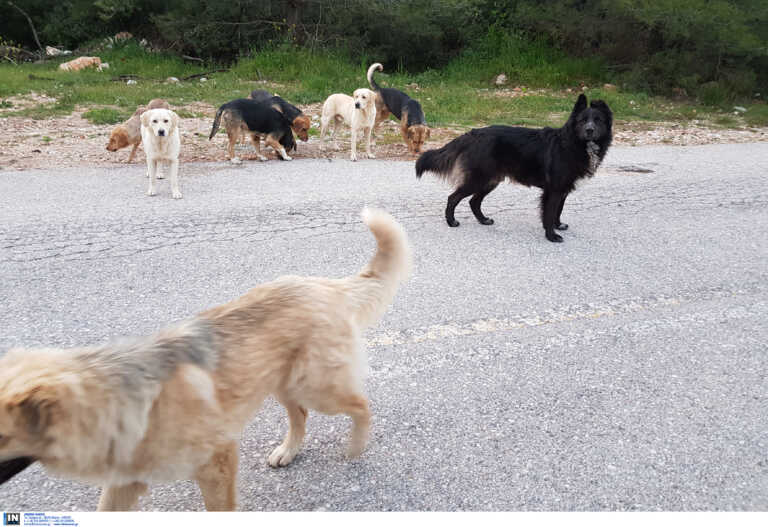 Χανιά: Πάνω από 20 αδέσποτα σκυλιά έβαλαν δύσκολα στους αστυνομικούς - Βίντεο από το σημείο