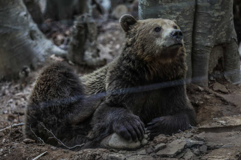 Απελευθερώθηκε 8χρονη θηλυκή αρκούδα στη Φλώρινα