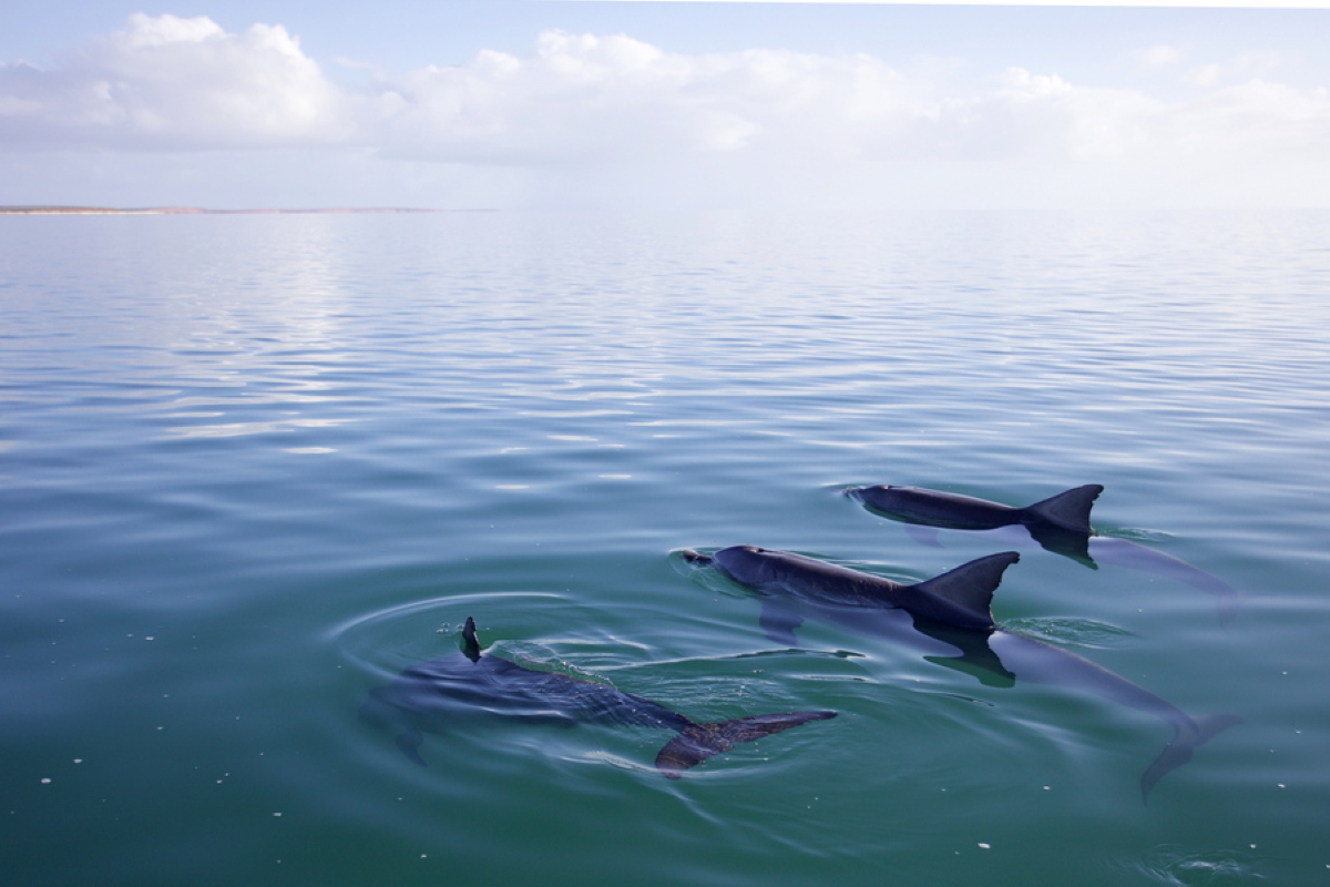 Νέα Ζηλανδία: Νεκρά 240 μαυροδέλφινα που είχαν εξοκείλει