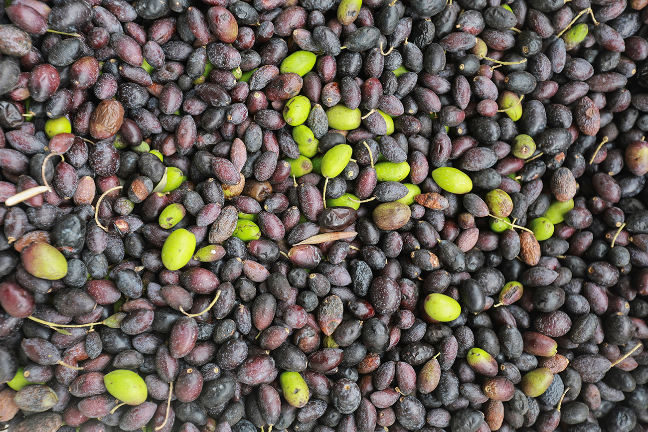 Olives are pictured during harvest in Houla, near the border with Israel, southern Lebanon October 17, 2022. REUTERS
