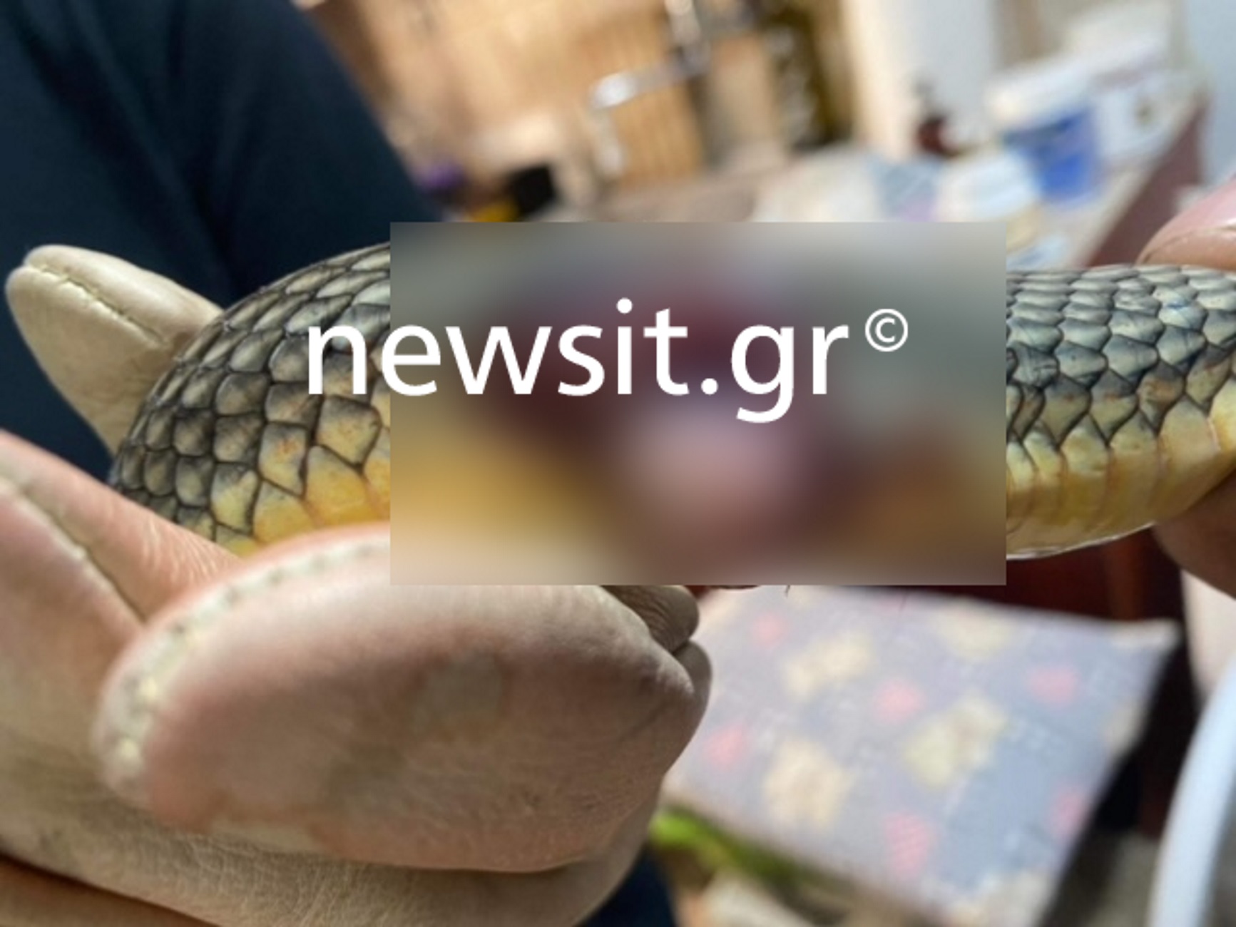 Χαλκιδική: Η στιγμή που φίδι βγαίνει από ομπρέλα σε beach bar – Βίντεο από την επιχείρηση που στήθηκε