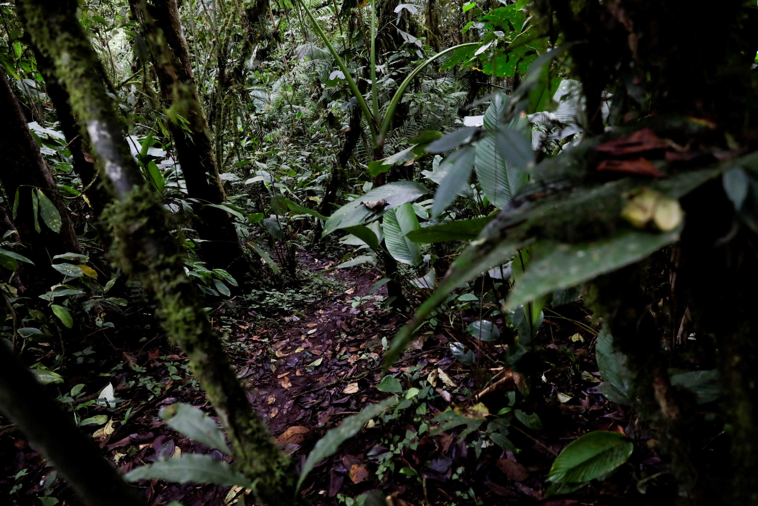 A view shows a part of the Choco Andino forest declared by UNESCO in 2018 as a biosphere reserve, near Quito, Ecuador October 17, 2022. REUTERS