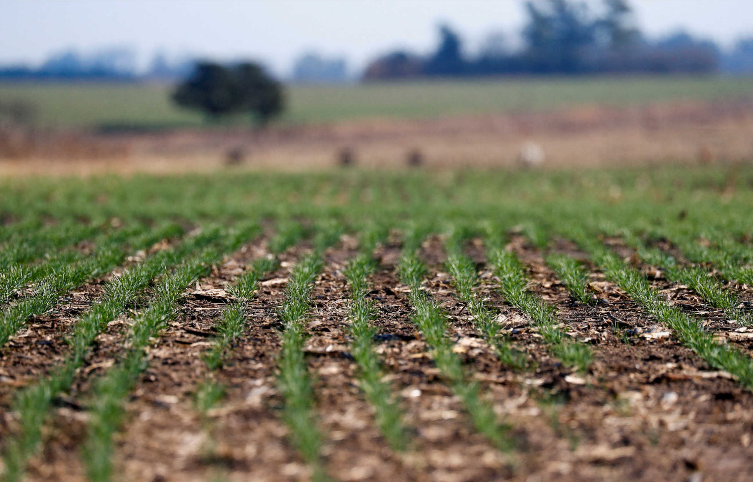FILE PHOTO: Wheat plants genetically modified with a strain called HB4, which have a gene that helps them better tolerate drought, are pictured in a farm in Pergamino, Buenos Aires, Argentina July 20, 2022. REUTERS