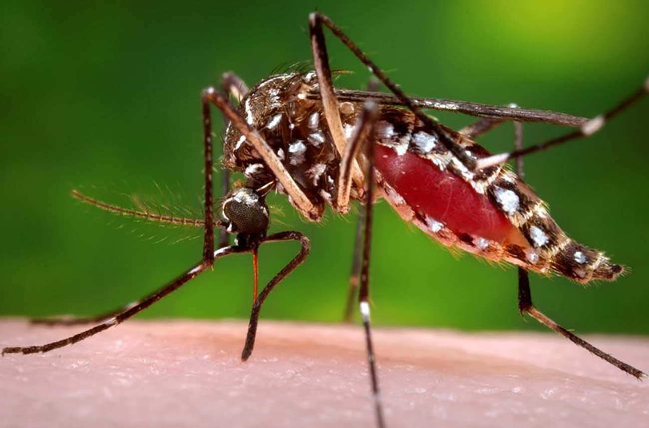 Ιός Δυτικού Νείλου: Συστάσεις του ΕΟΔΥ για την προστασία από κουνούπια