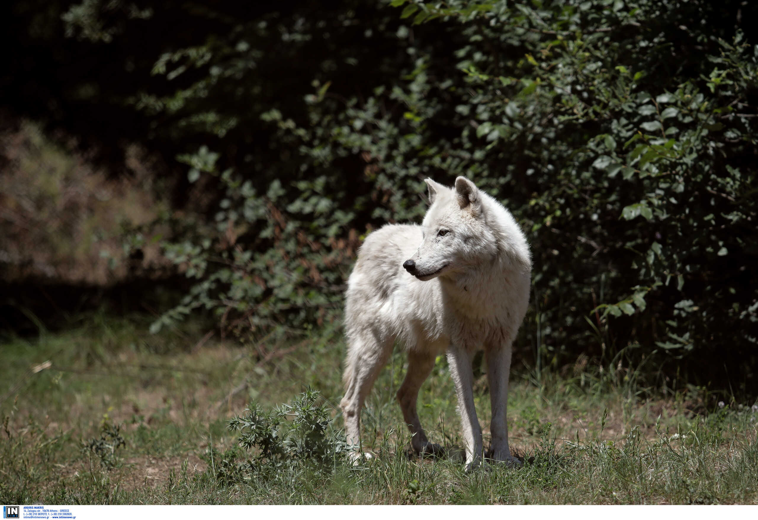 WWF: Από το 1970 εξαφανίστηκε το 70% των άγριων ζώων του πλανήτη