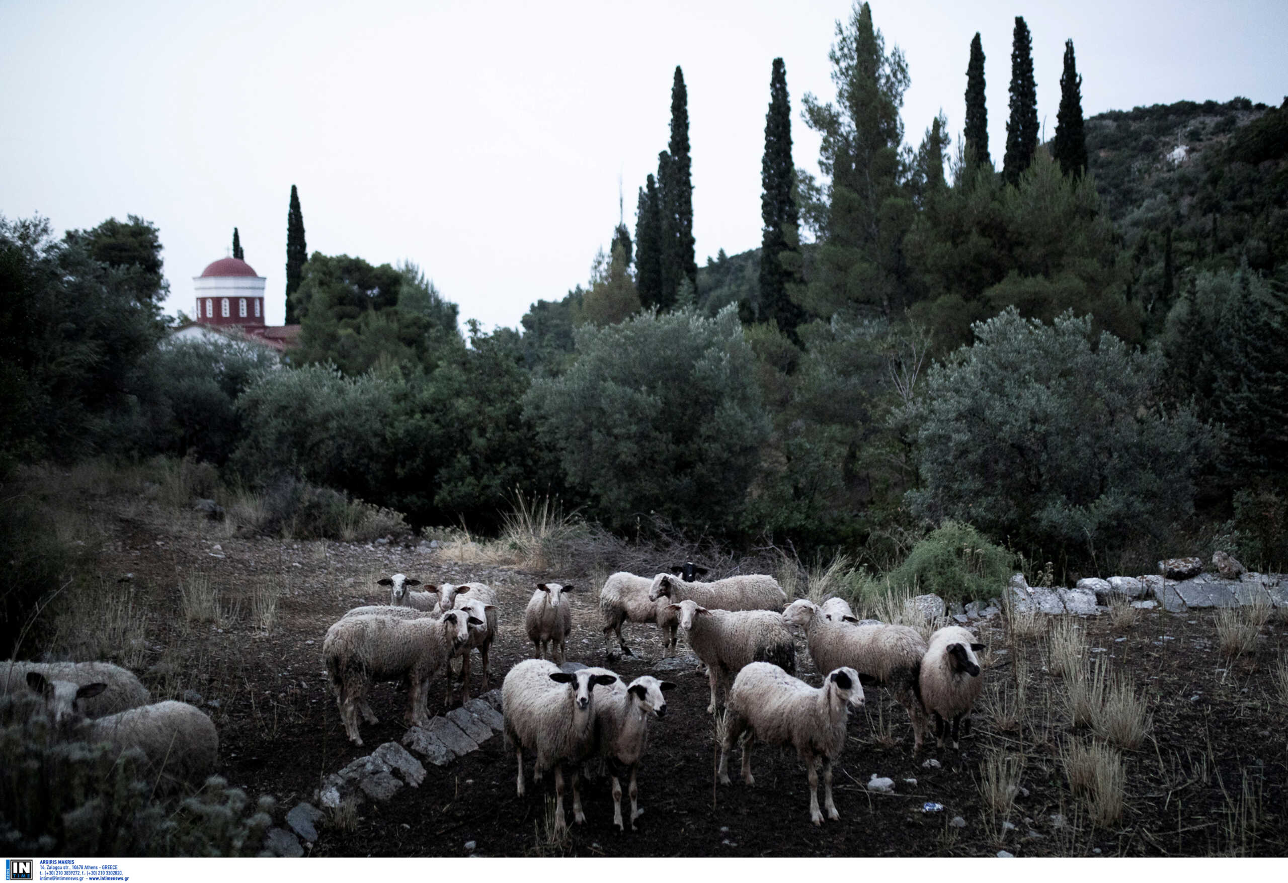 Εύβοια: Χάθηκαν τα ίχνη 45χρονου βοσκού από τα Μανίκια