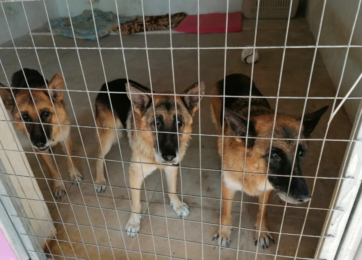 Σταύρος Ξαρχάκος: Γιατί τα σκυλιά του  κατέληξαν σε καταφύγιο – Τι απαντά η Ηρώ Σαΐα